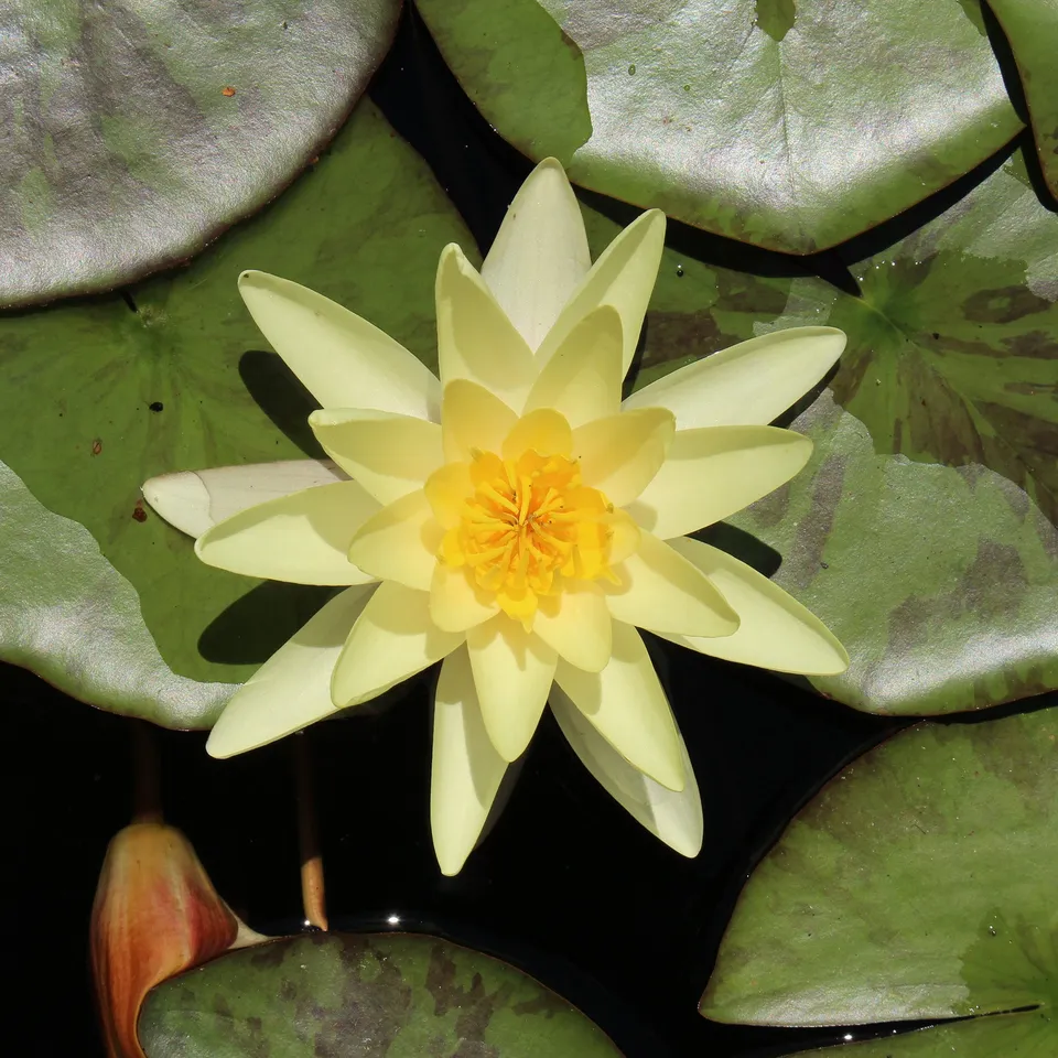 Bakker Marliacea Chromatella nénuphar jaune pot 9cm fleur parfumée