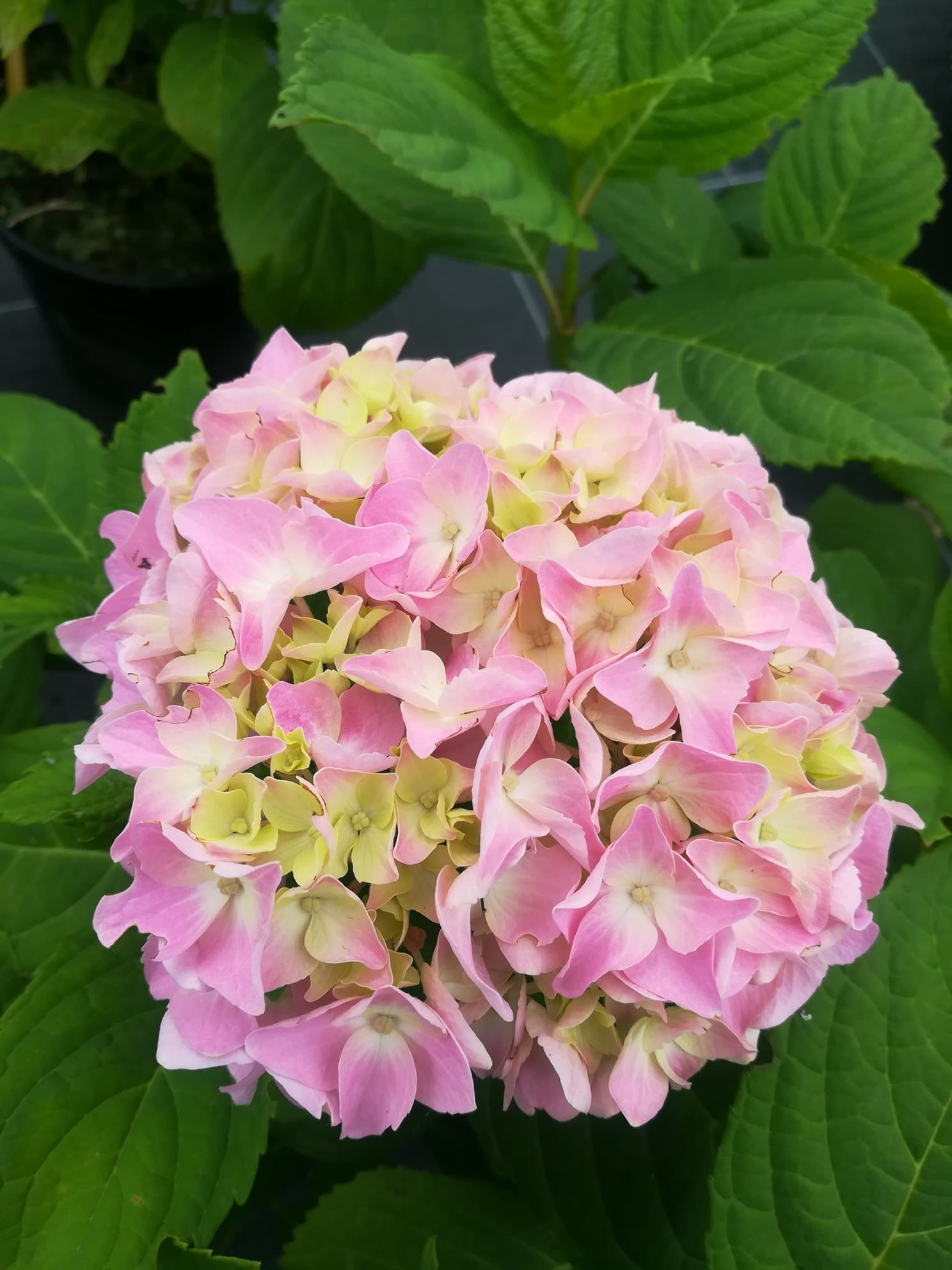 Les Hortensias du Haut Bois Doolley hortensia fleurs rondes