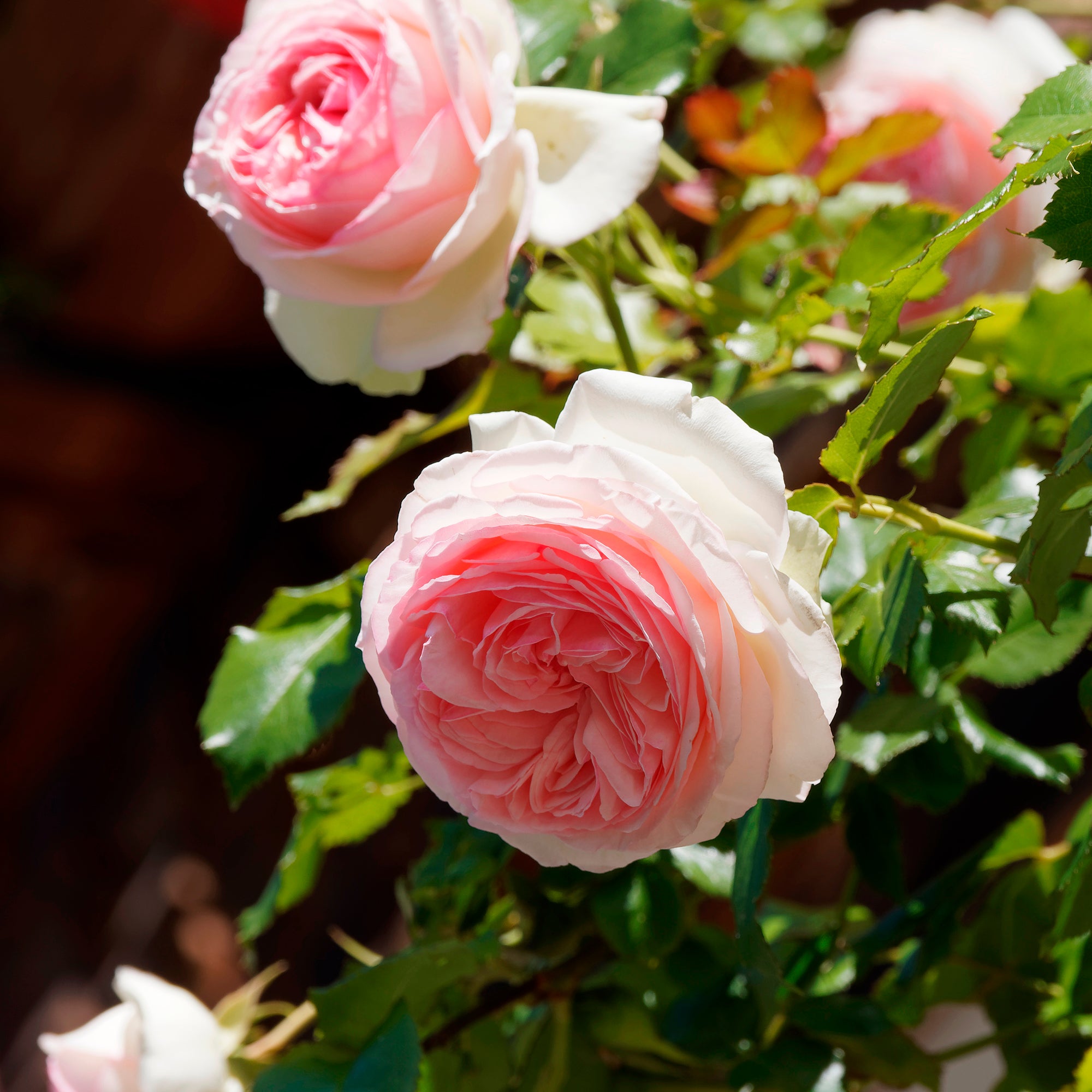 Bakker Rosiers Pierre de Ronsard rosier grimpant pot 4L rose