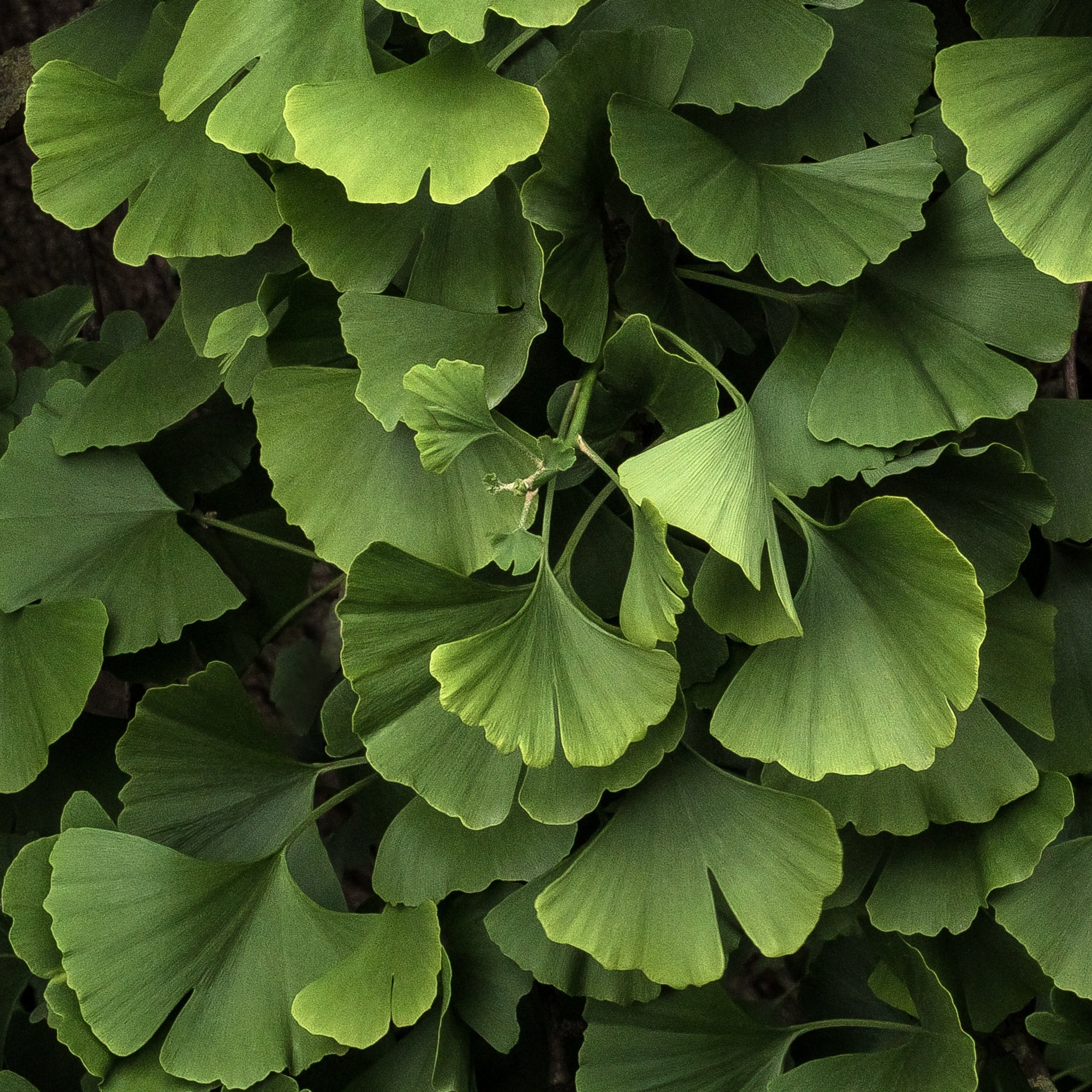 Bakker Ginkgo biloba Blagon pot 1,3L 20-30cm