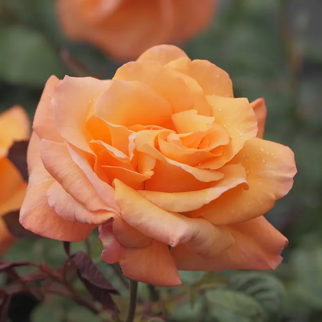 Bakker Rosier Orange Climber grimpant pot 4L fleurs orange