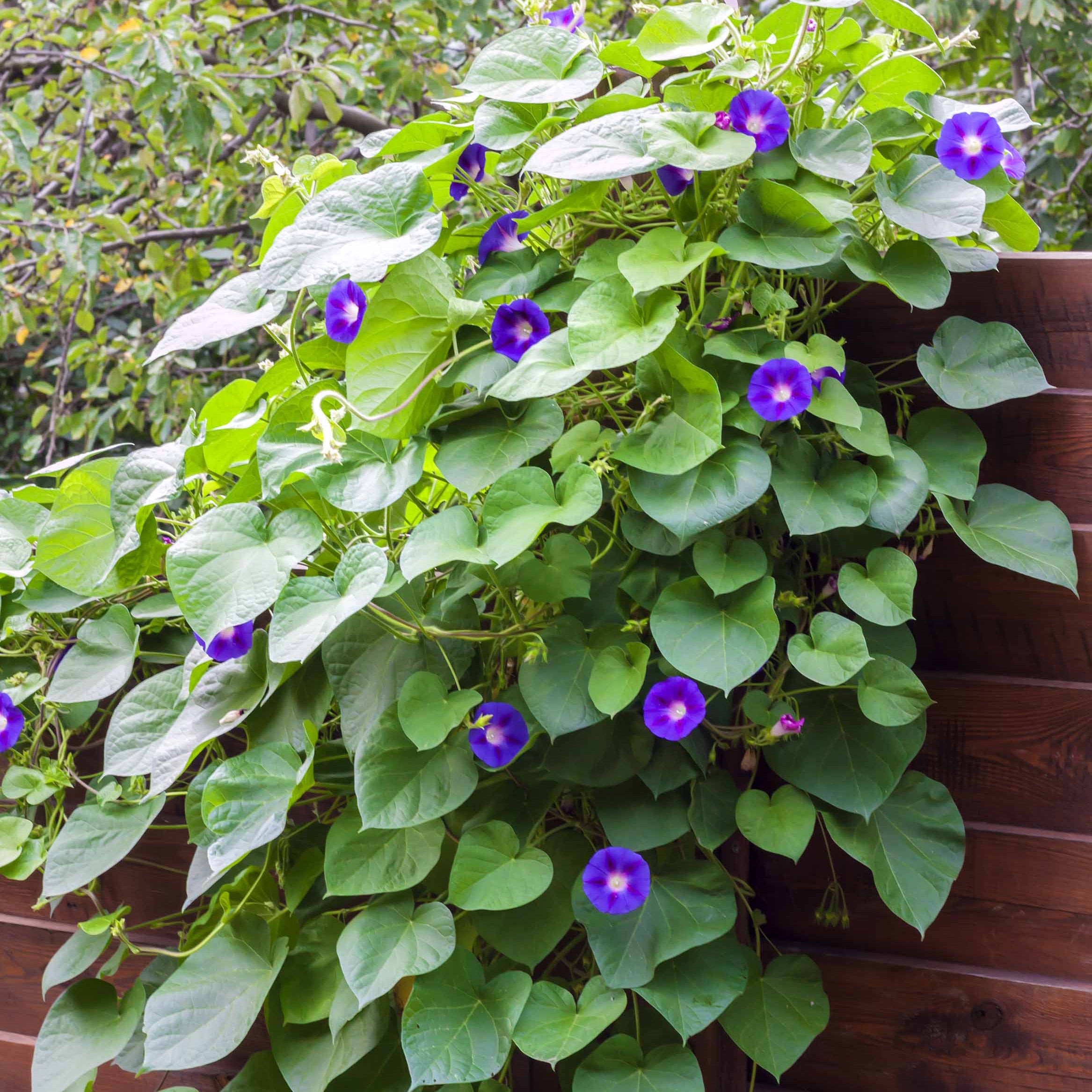Bakker Ipomée grandes fleurs volubilis pot Ø10,5cm violet