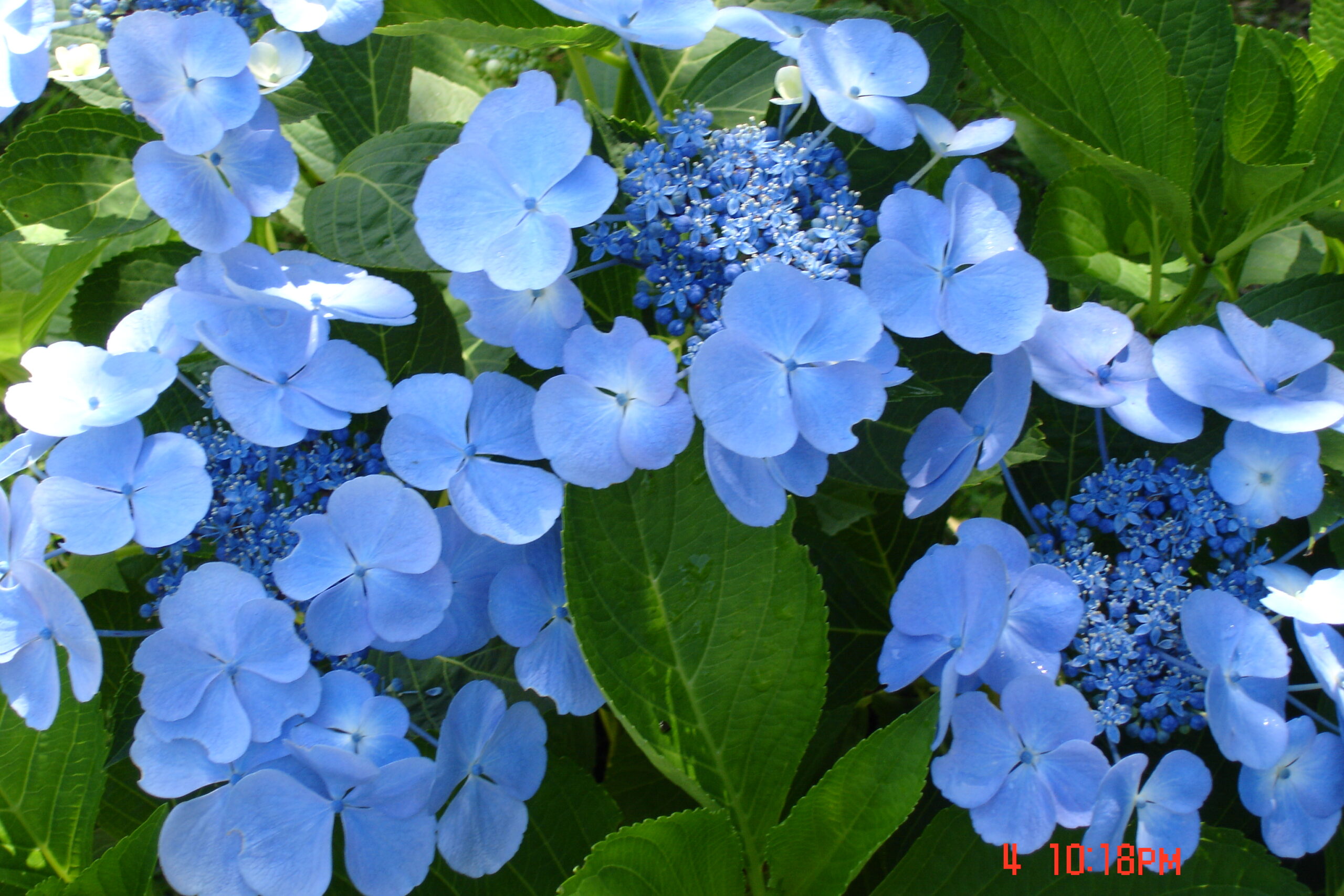 Les Hortensias du Haut Bois Blauling hortensia macrophylla plates bleu