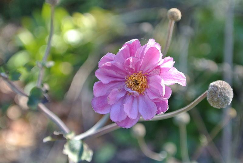 Passion Vivaces Anemone anémone vivace godet couvre-sol