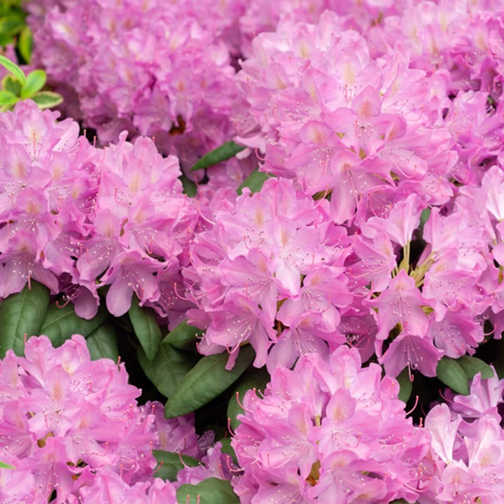 Bakker Roseum Elegans rhododendron rose pot 3L 30-40cm