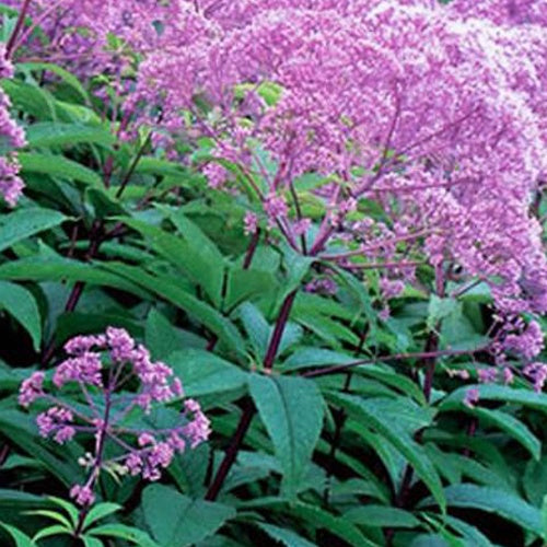 Bakker Eupatoire maculée Gateway vivace pot 9cm violet