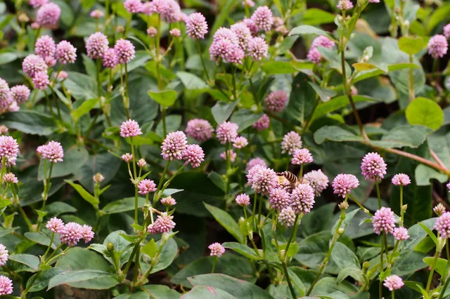 Passion Vivaces Persicaria capitata plante vivace couvre-sol godet