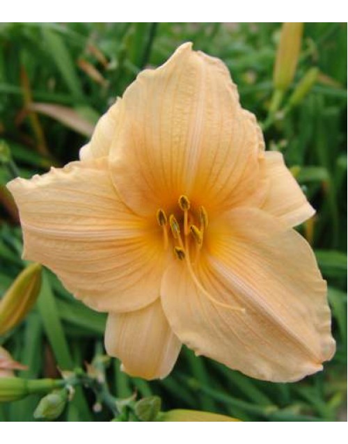 Passion Vivaces Hemerocallis Annie Welch plante vivace pot 1L rose