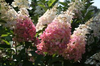 Les Hortensias du Haut Bois Pinky Winky hortensia paniculata godet