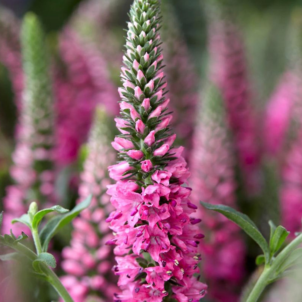Bakker Véronique Bubblegum Candles vivace pot 8cm fuchsia