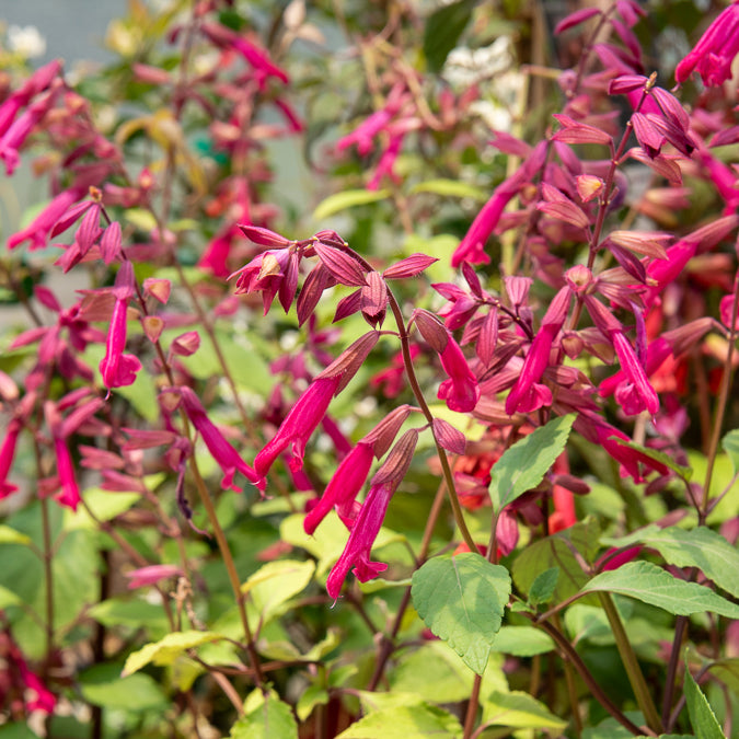 Bakker Wendys Wish sauge vivace fuchsia pot Ø9cm