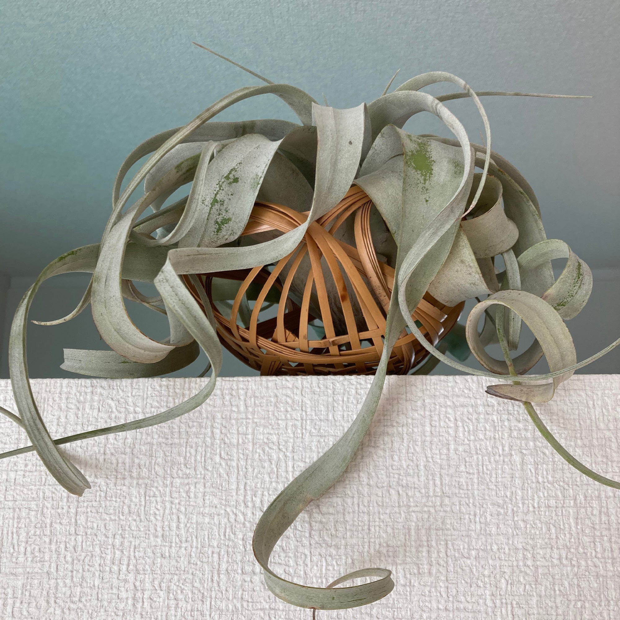 Bakker Xerographica tillandsia pot 6cm feuillage argenté