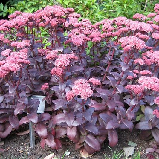 Passion Vivaces Sedum José Aubergine plante vivace pourpre