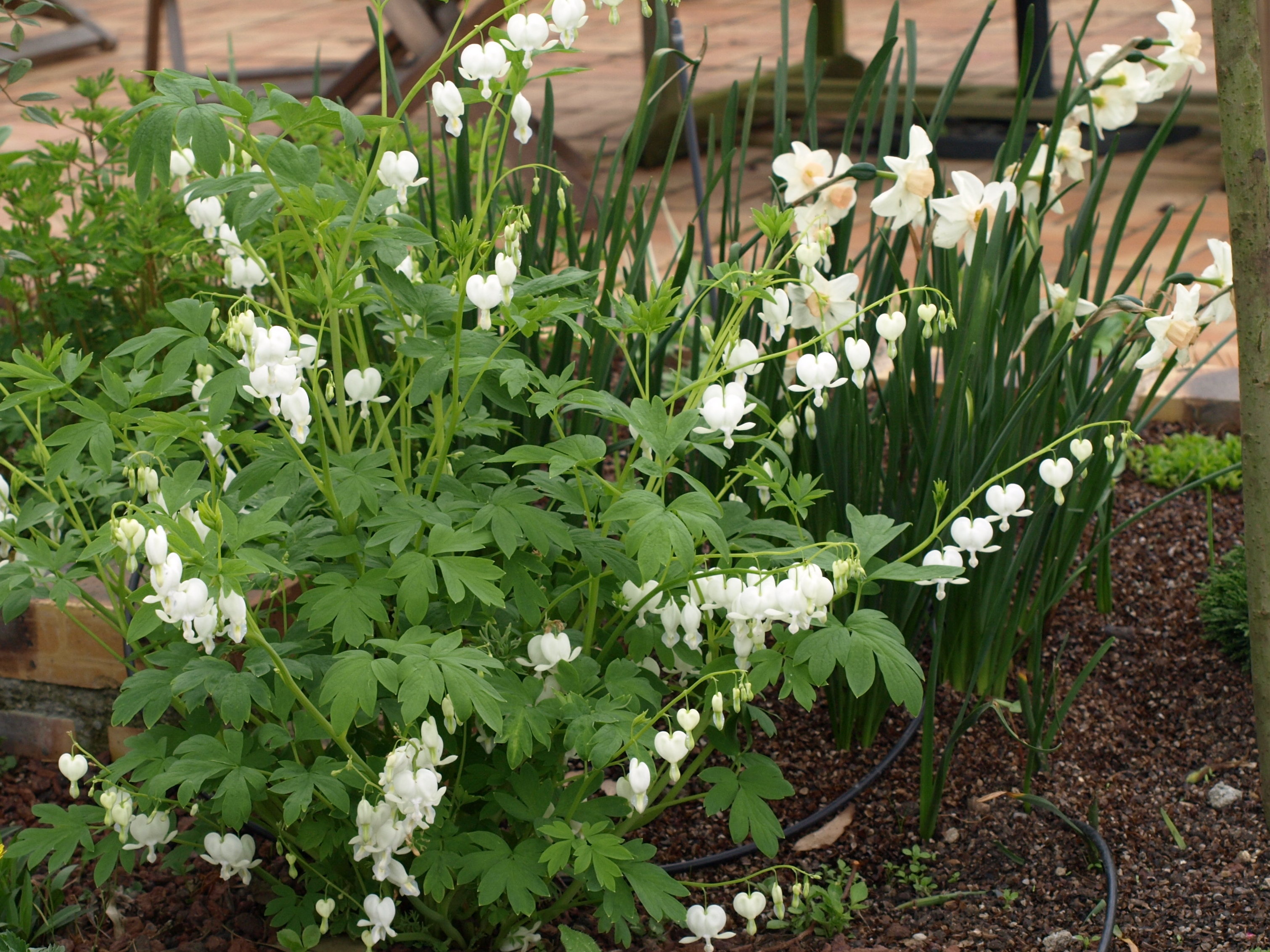 Passion Vivaces Dicentra spectabilis Alba cœur de Marie blanc 1L
