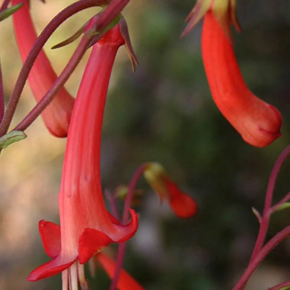 Bakker Fuchsia du Cap plante vivace pot 8cm rose