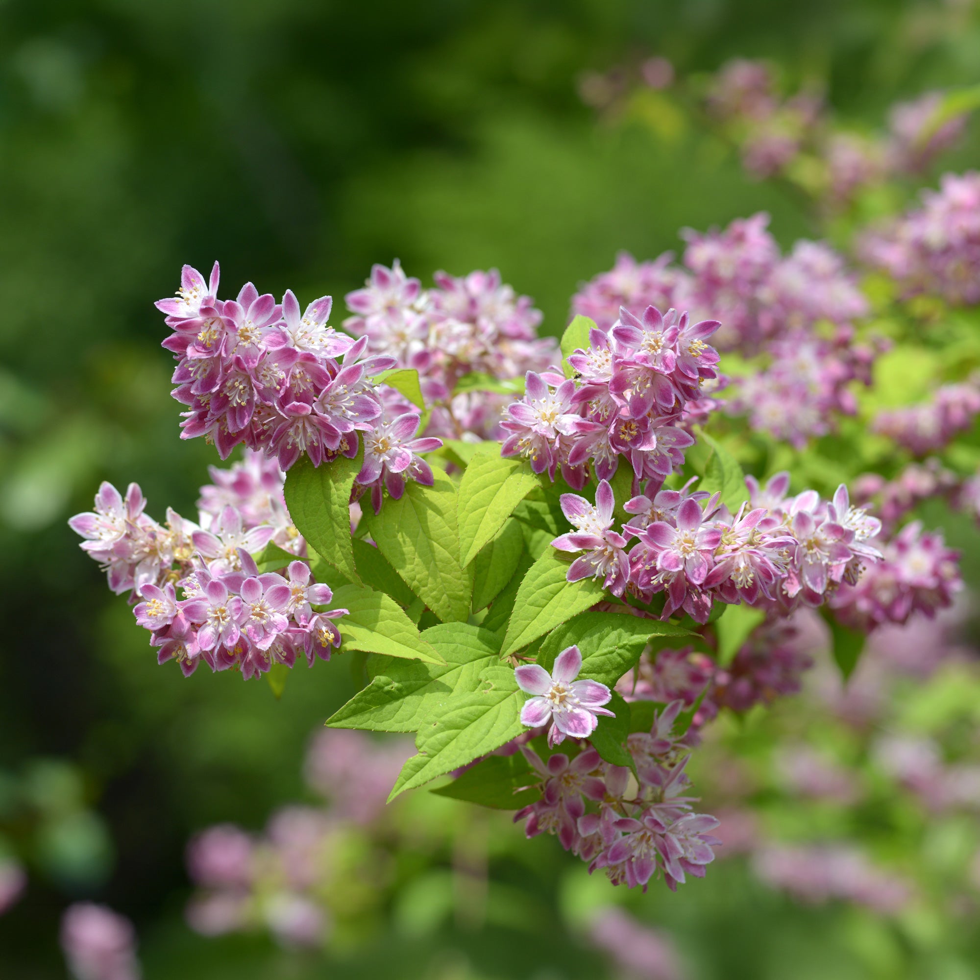 Bakker Deutzia Champ de fraise arbuste fleuri rose pot 1,5L 20-30cm