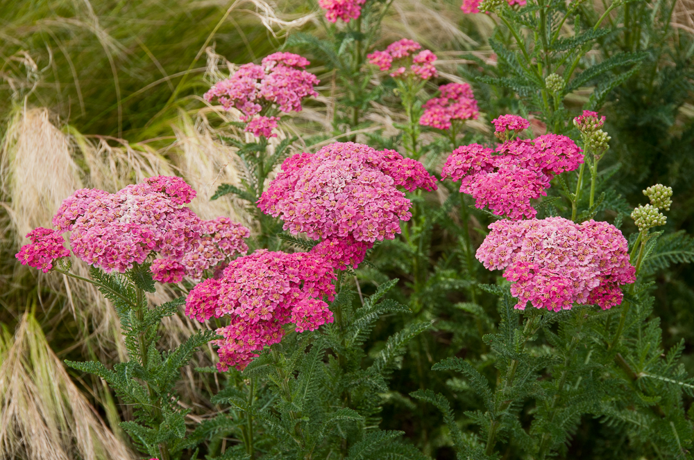 Passion Vivaces Achillea millefolium Wesersandstein plante vivace godet