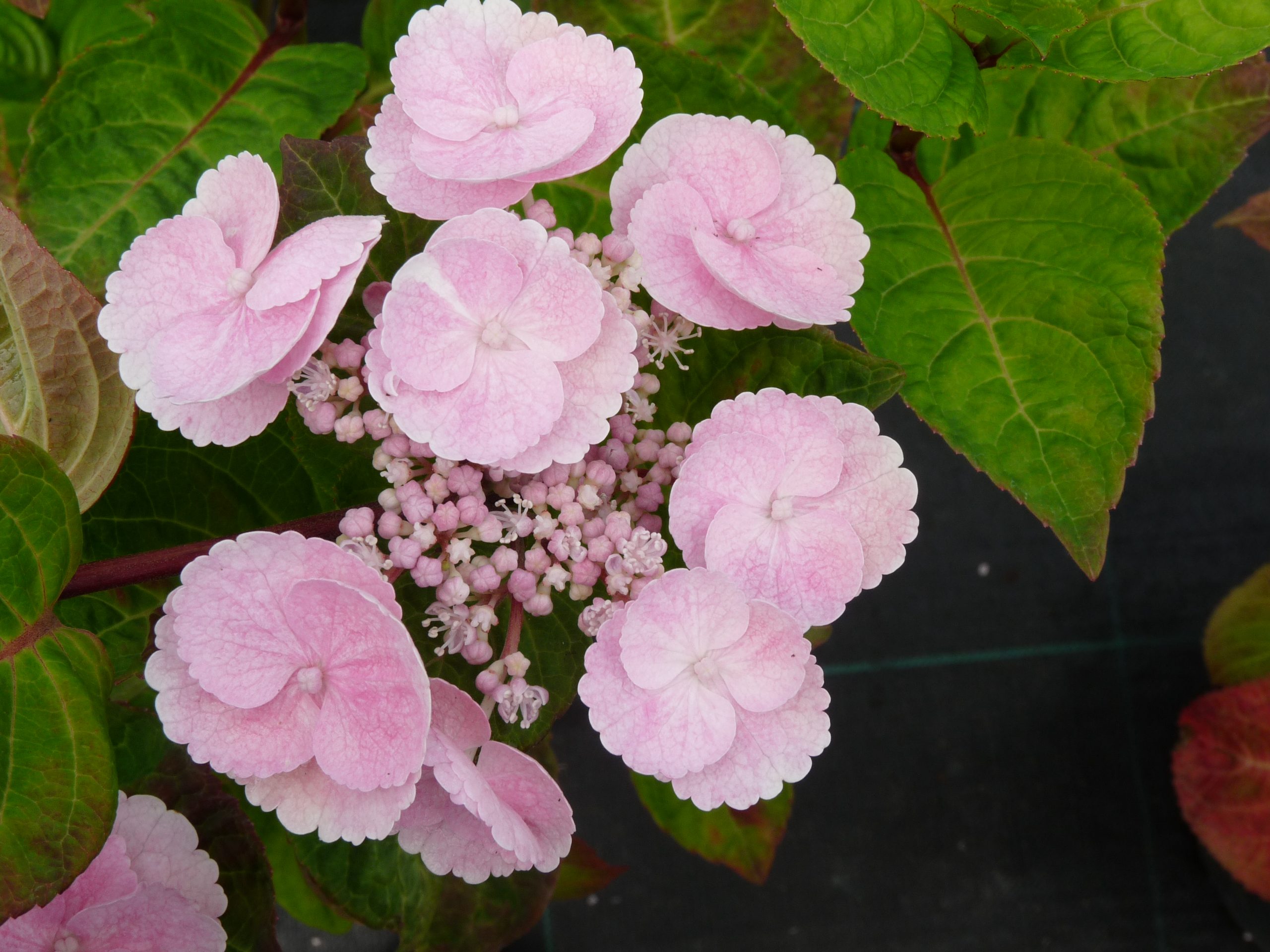 Les Hortensias du Haut Bois Camino hortensia fleurs plates mi-ombre