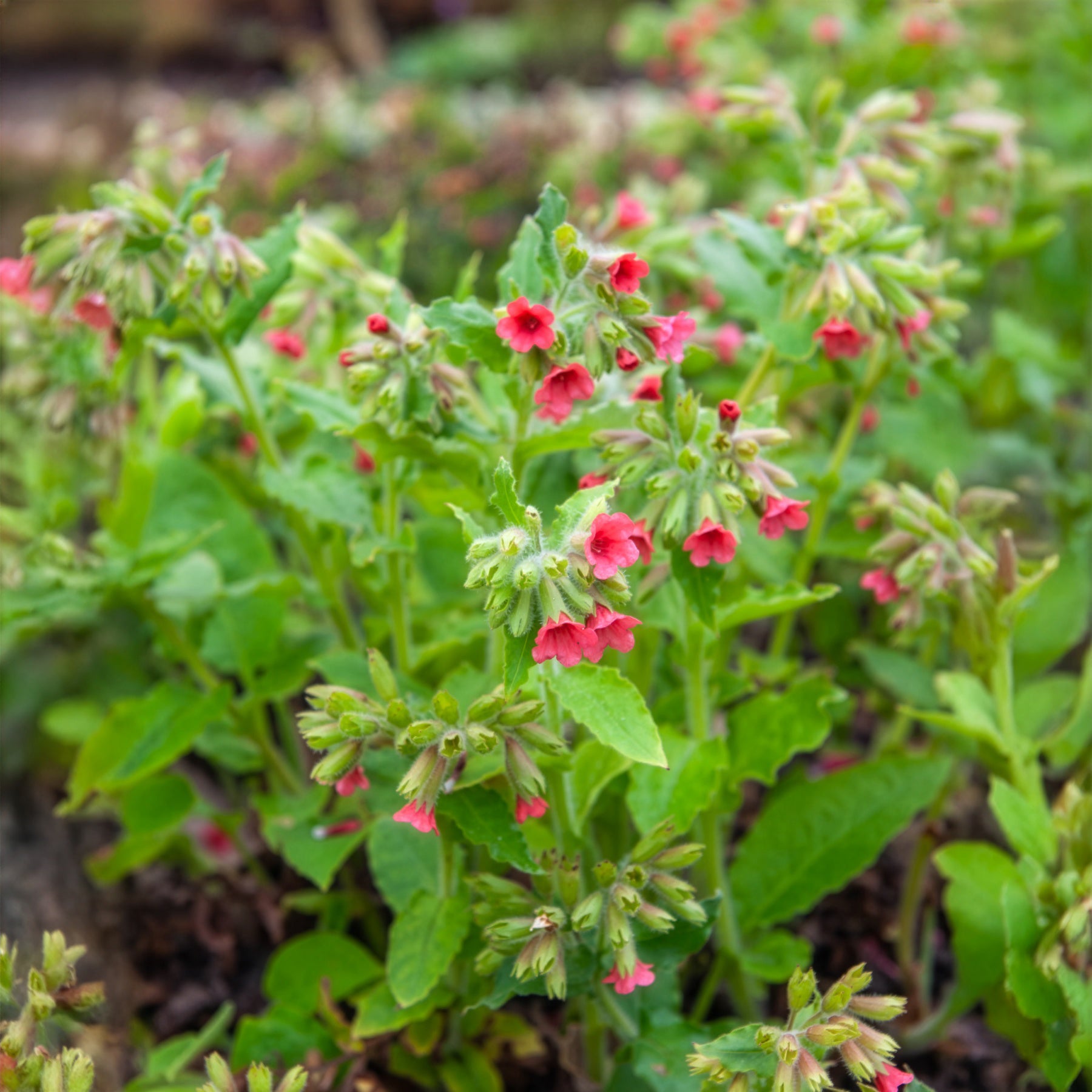 Bakker Pulmonaire rouge vivace couvre-sol pot 9cm
