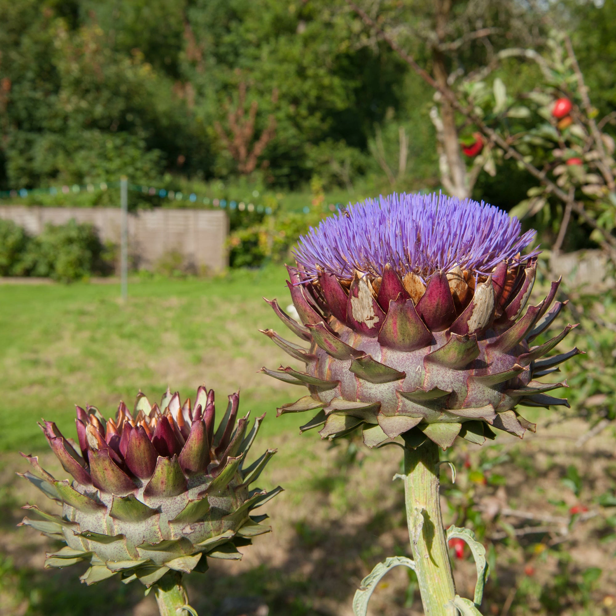 Bakker Artichaut potager pot 9cm fleur violette