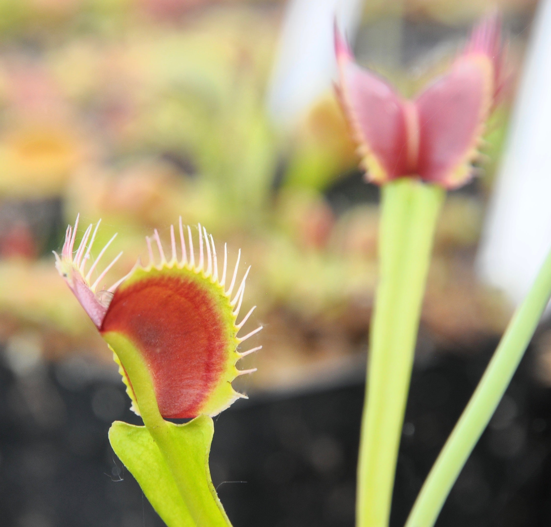 Carniflore Dionée Red Green plante carnivore pot 9cm bicolore
