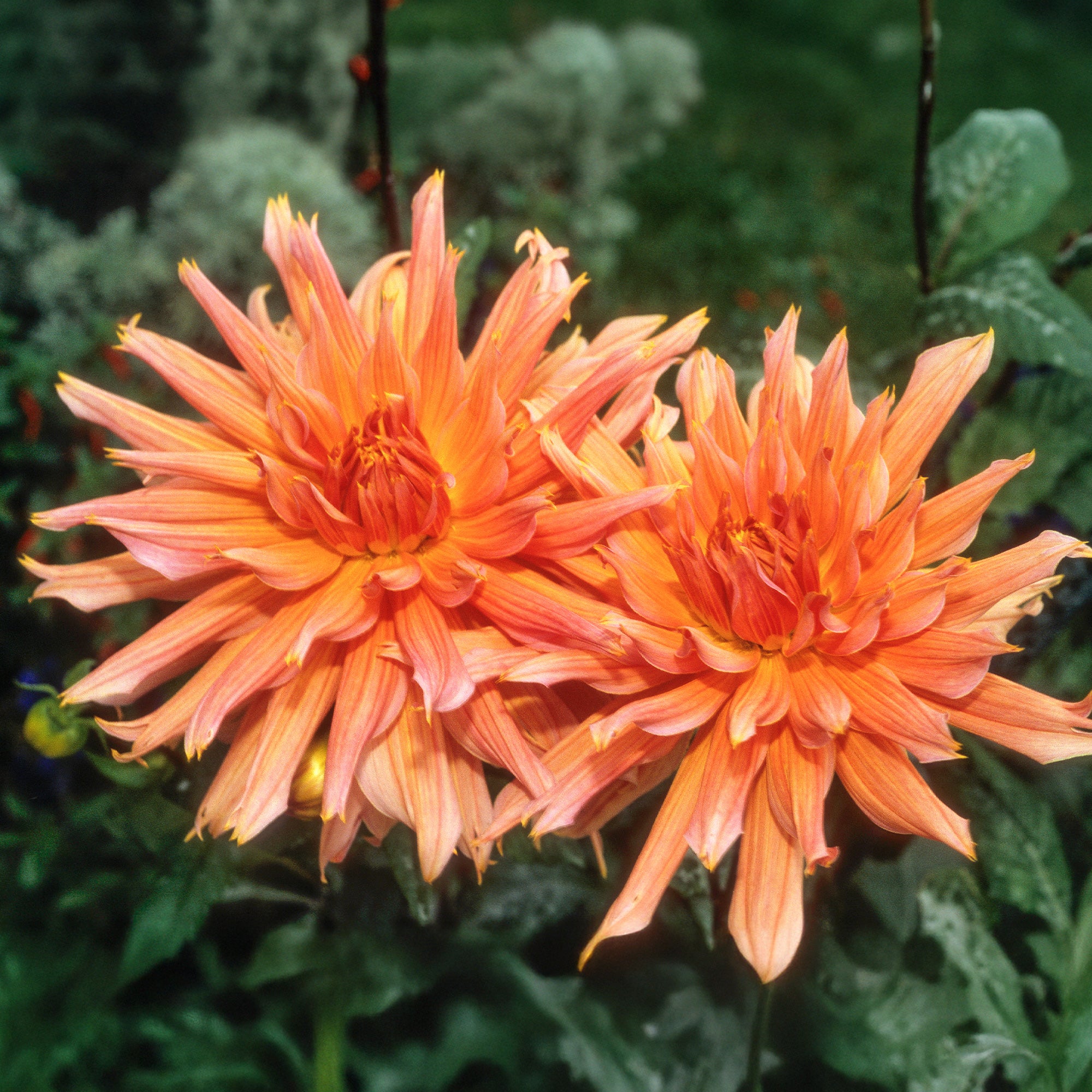 Bakker Dahlia Cactus Omega bulbe orange calibre I sachet 1