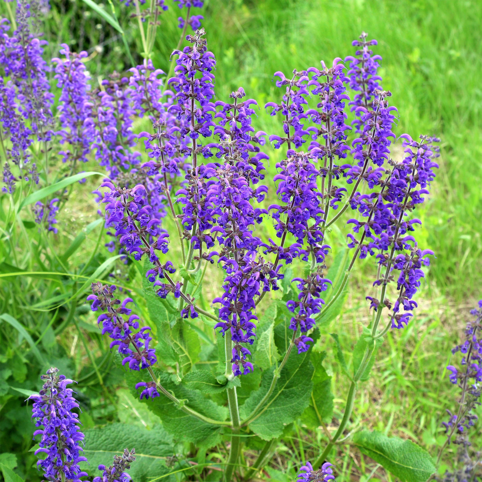 Bakker Sauge des prés violette vivace pot Ø 9 cm