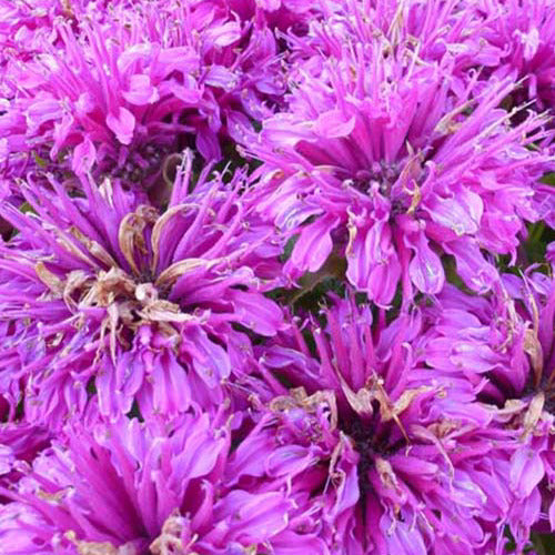 Bakker Monarde Purple Lace vivace pot 9cm violet
