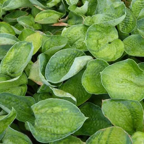 Bakker Hosta Blue Shadows vivace pot Ø9cm bleu