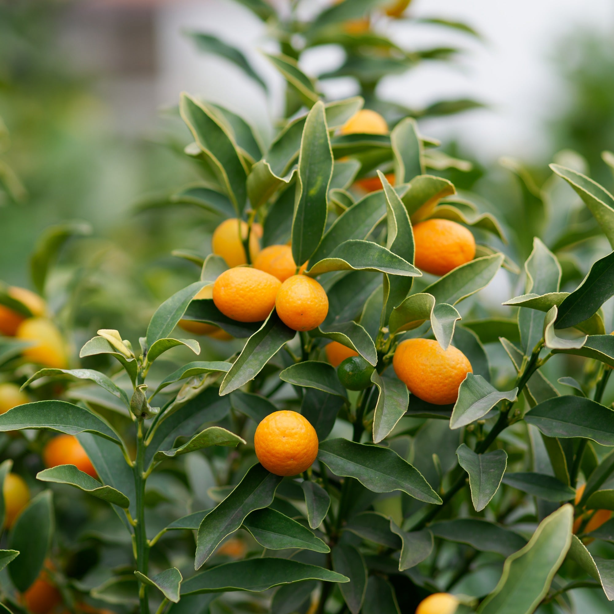 Bakker Collection Kumquat Citronnier fruitiers 2 pots 14cm