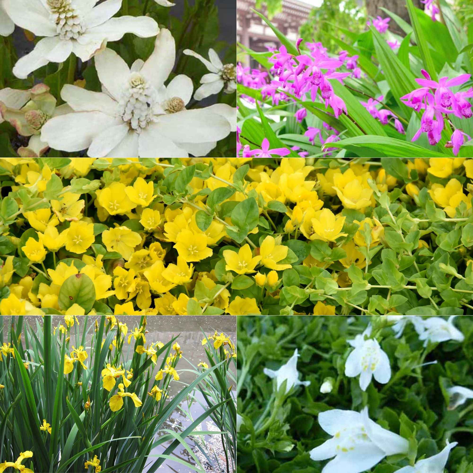 Bakker 5 Plantes bassin à fleurs mélange 5 pots Ø 9cm multicolore
