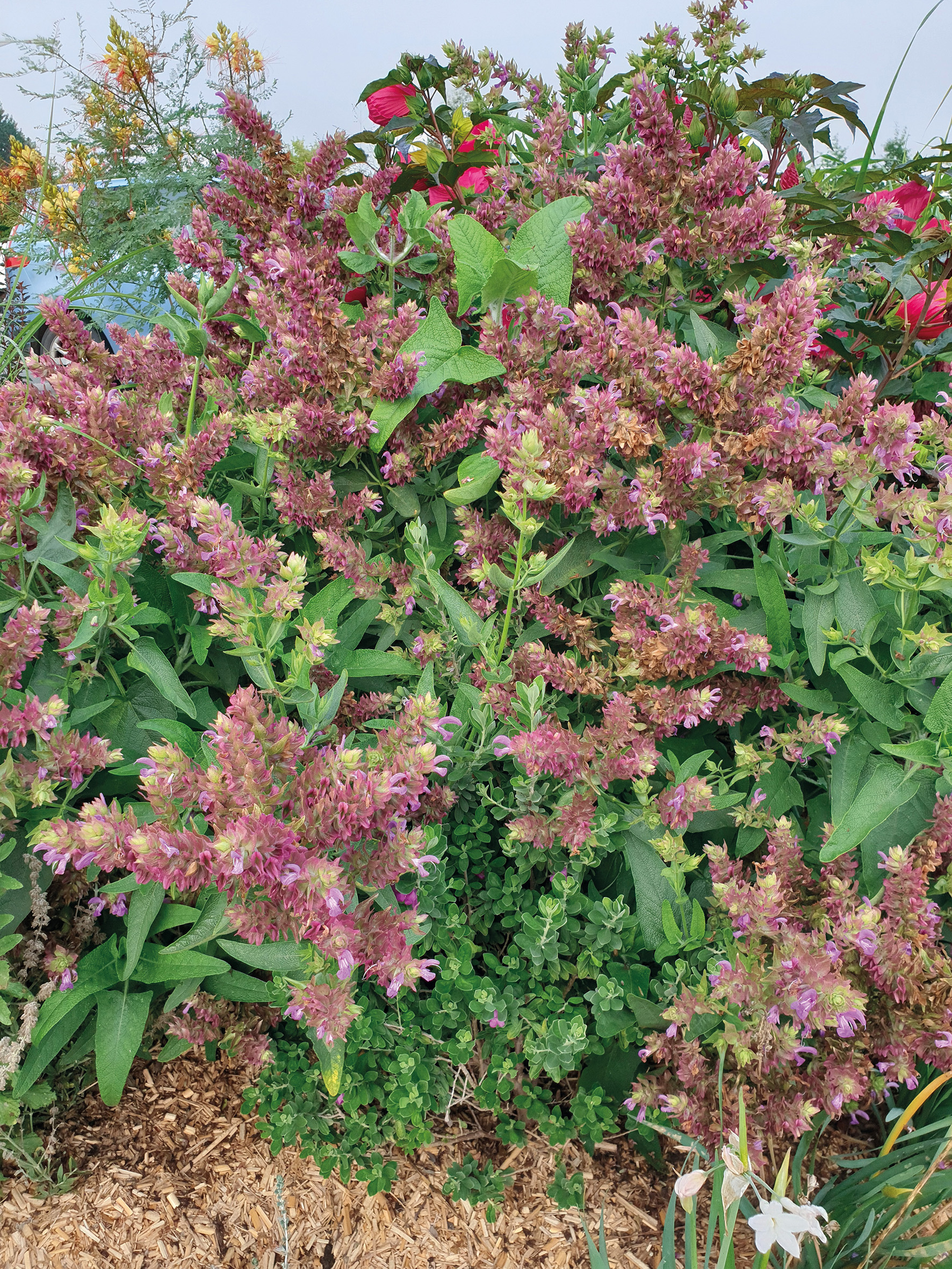 Pépinières Ripoche Salvia Lancelot sauge violette