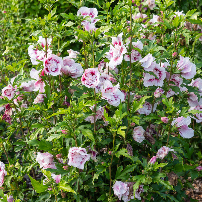 Bakker Hibiscus Starbust Chiffon arbuste pot 3L 40-50cm double