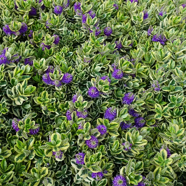 Bakker Terrasse Véronique panaché Hebe plante pot 10,5cm violet