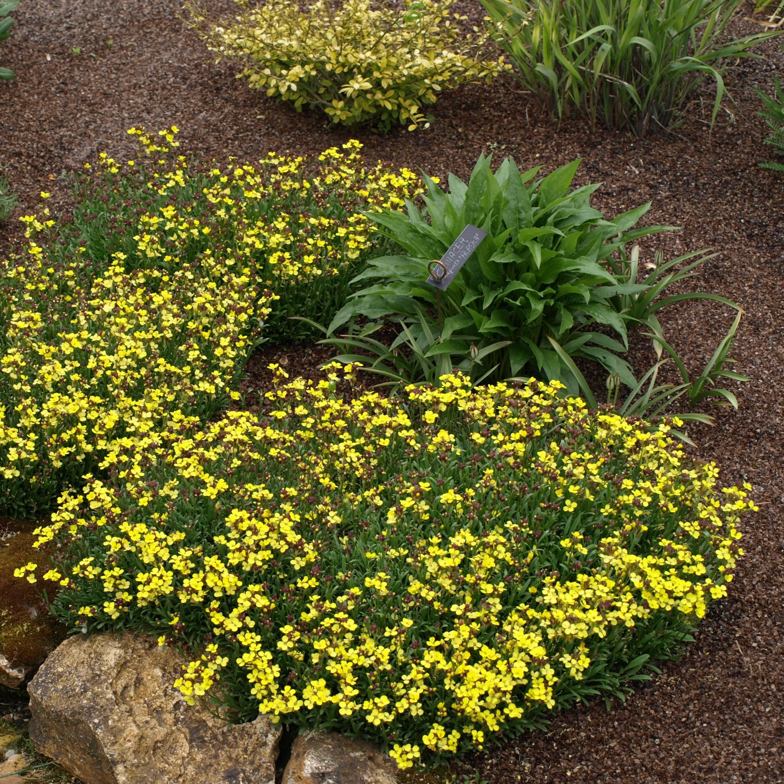 Passion Vivaces Erysimum Moon Light giroflée pot 1L jaune