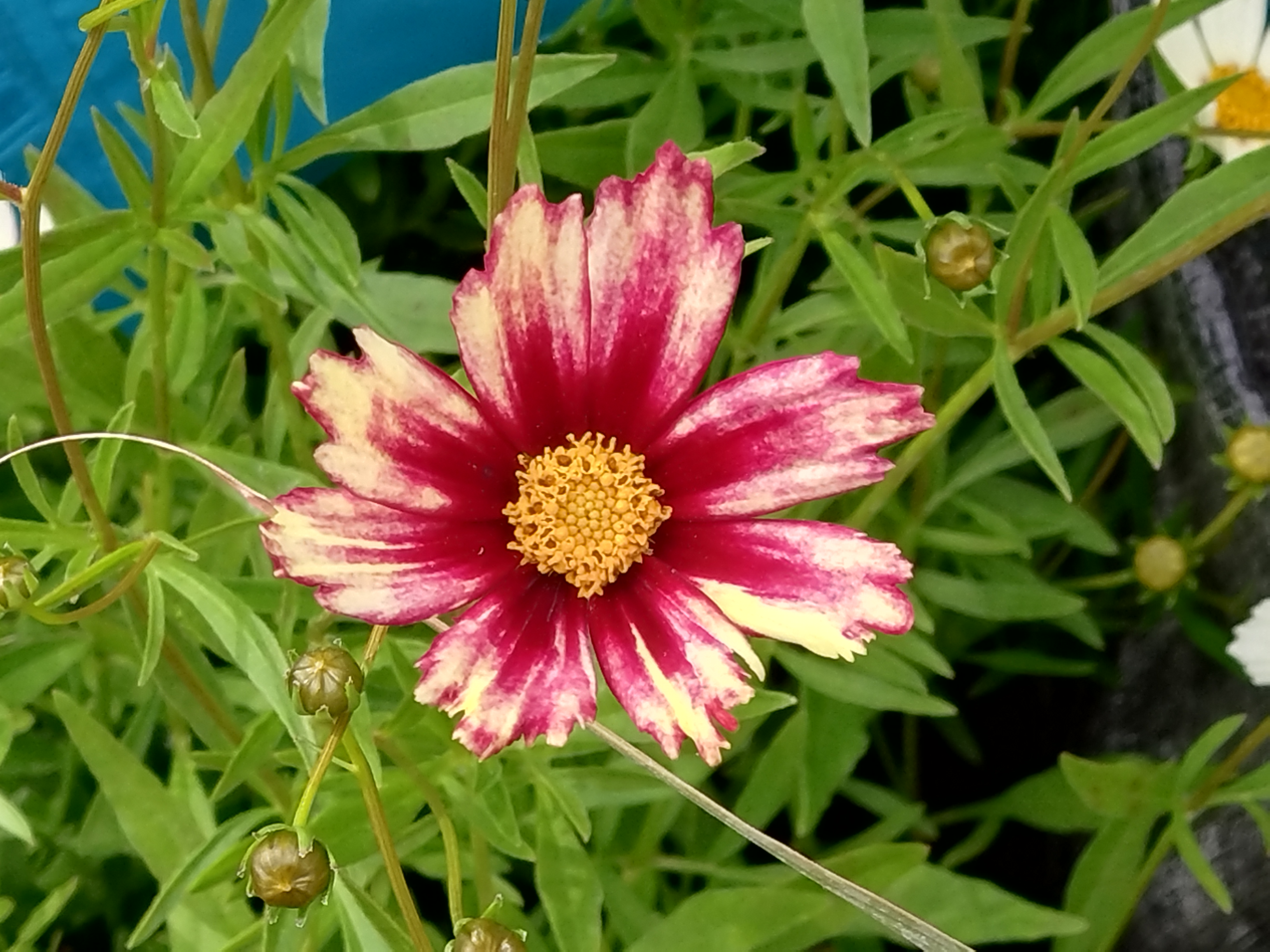 Passion Vivaces Coreopsis Red Shift plante vivace pot 1L jaune rouge