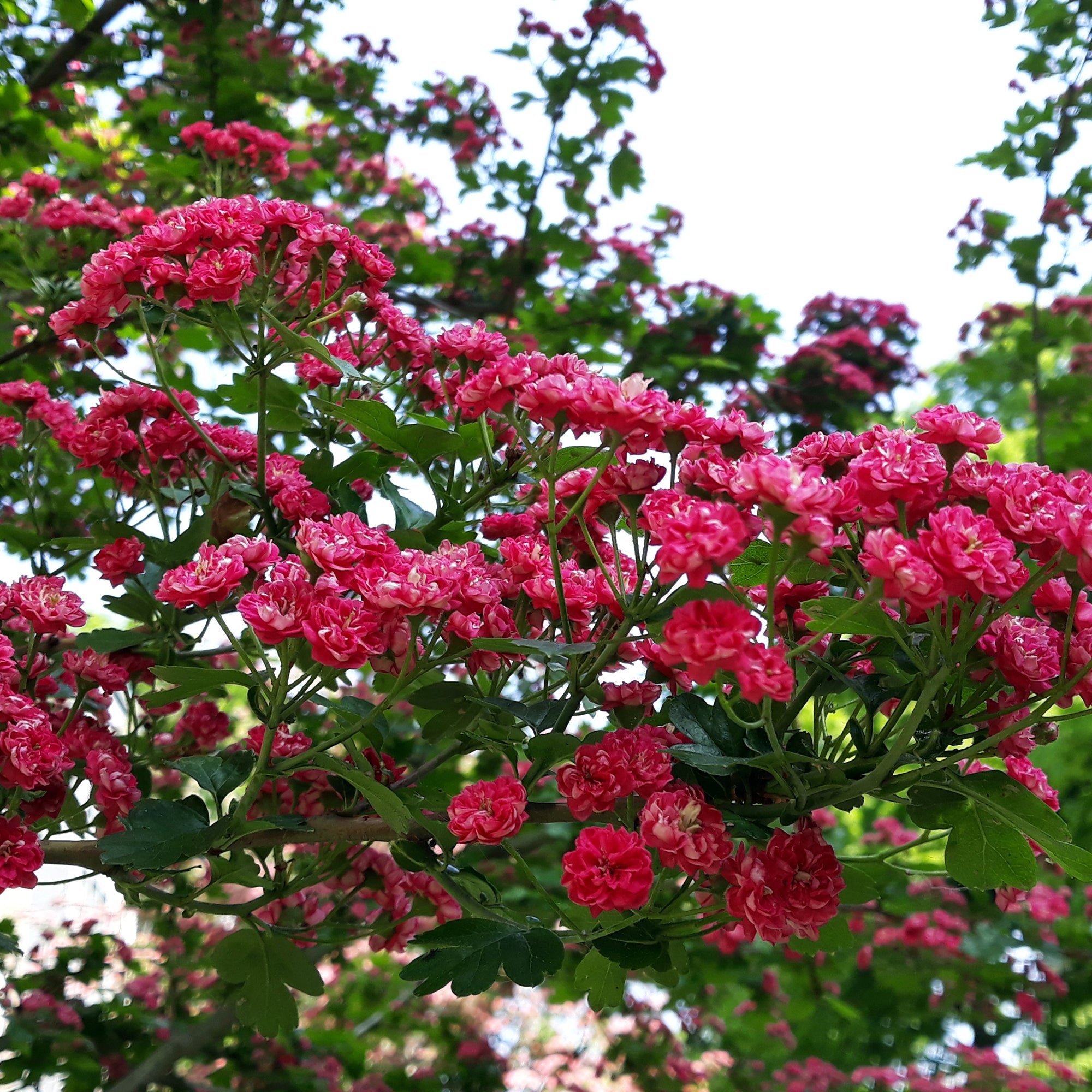 Bakker Aubépine rouge Paul Scarlet racine nue 60-80cm
