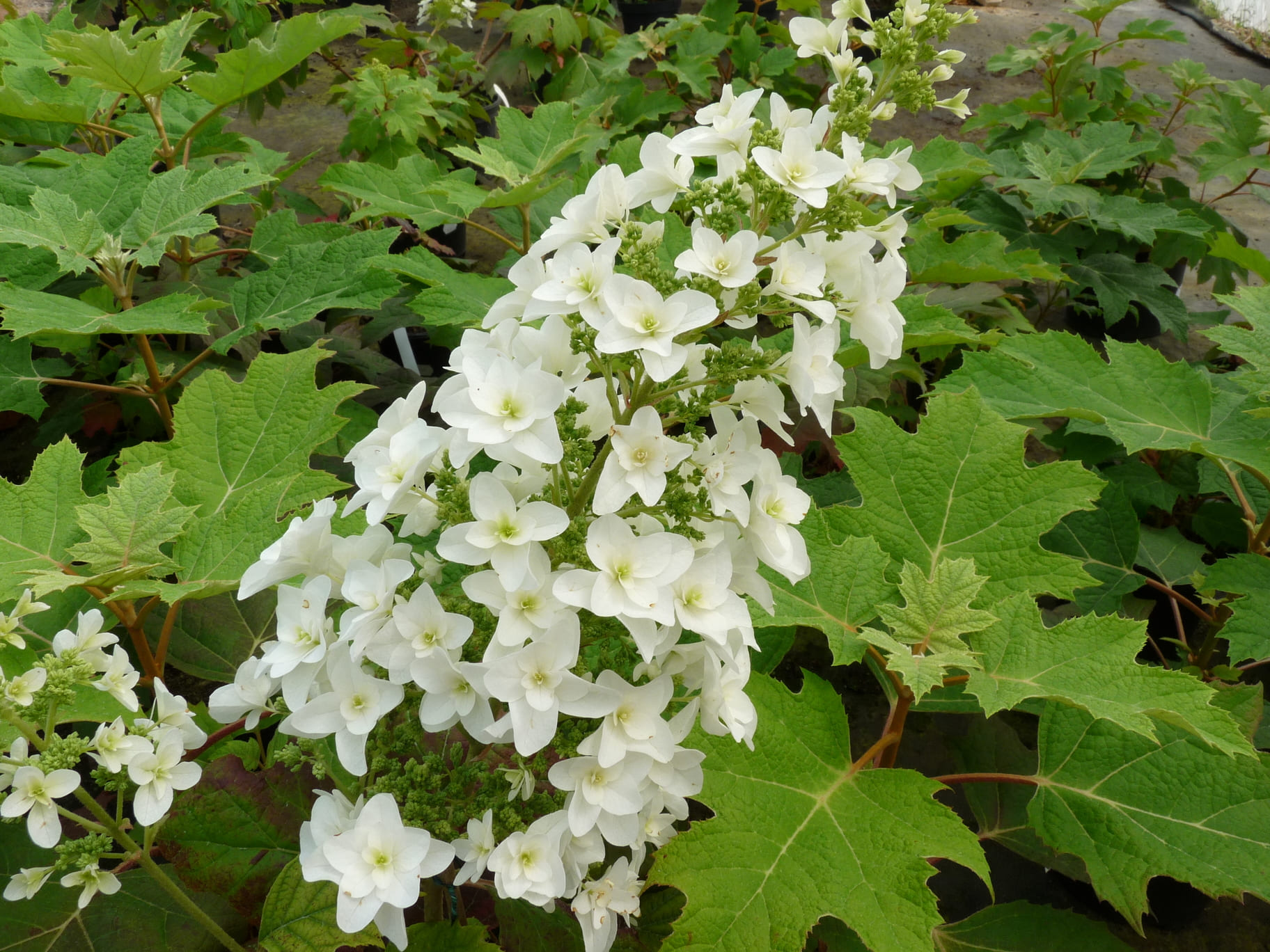 Les Hortensias du Haut Bois Snow Flake hortensia quercifolia blanc