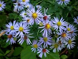 Passion Vivaces Aster prenanthoides plante vivace godet bleu lavande
