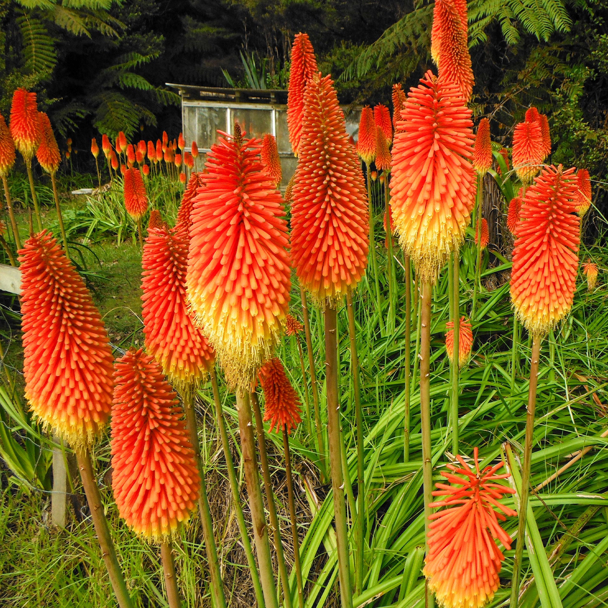 Bakker Tritomas Kniphofia vivace paquet 5 racines floraison bicolore