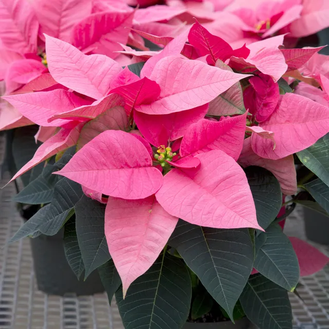 Bakker Poinsettia Rose pot Ø 10,5cm intérieur