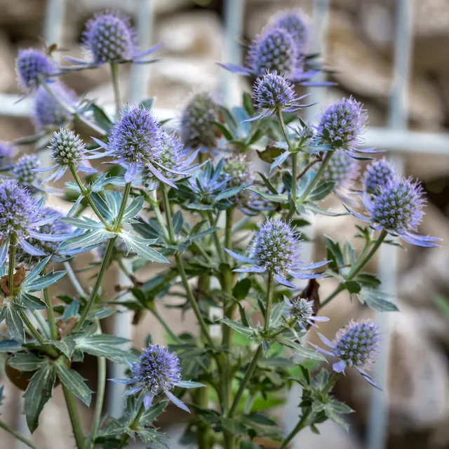 Bakker Panicaut Blauer Zwerg plante vivace pot 9cm bleu