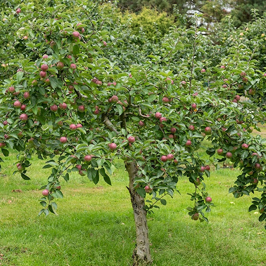 Bakker Fruitiers Pommier Melrose arbre fruitier pot 3L 80-100cm
