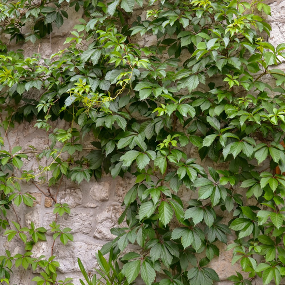 Bakker Vigne vierge Engelmann grimpante pot 2L 40-50cm
