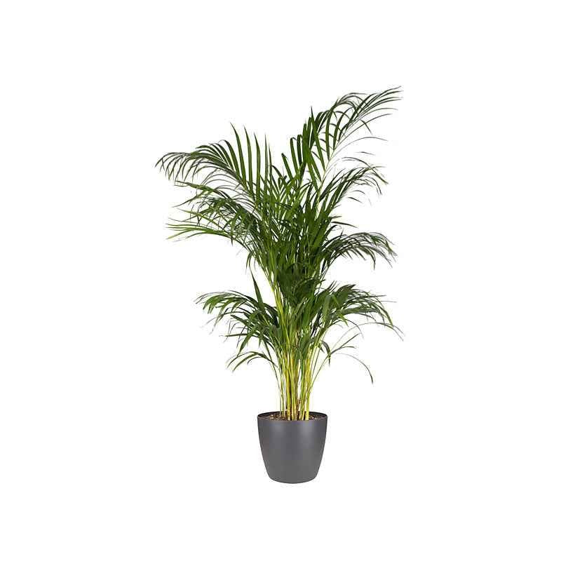Elho Brussels cache-pot rond anthracite 12,5 cm