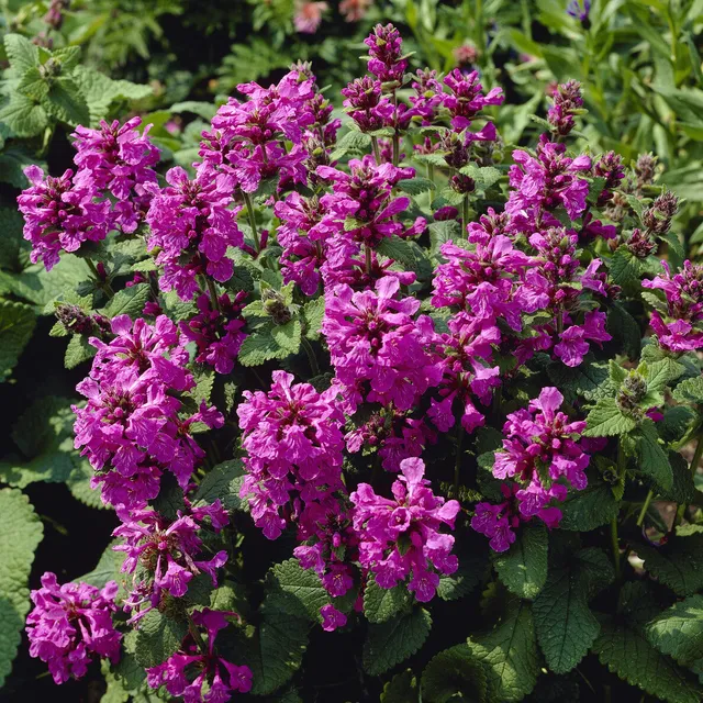 Bakker Superba épiaire grandes fleurs pot 9cm violet
