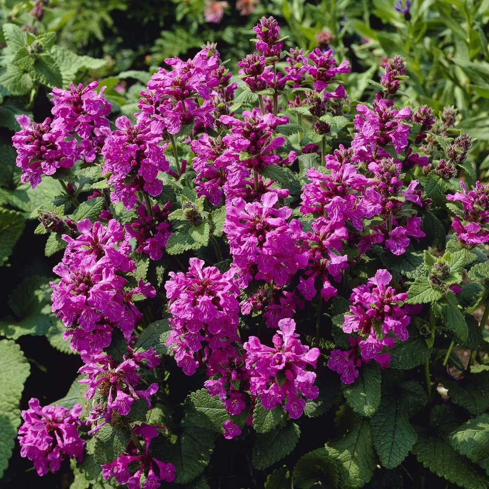 Bakker Superba épiaire grandes fleurs pot 9cm violet