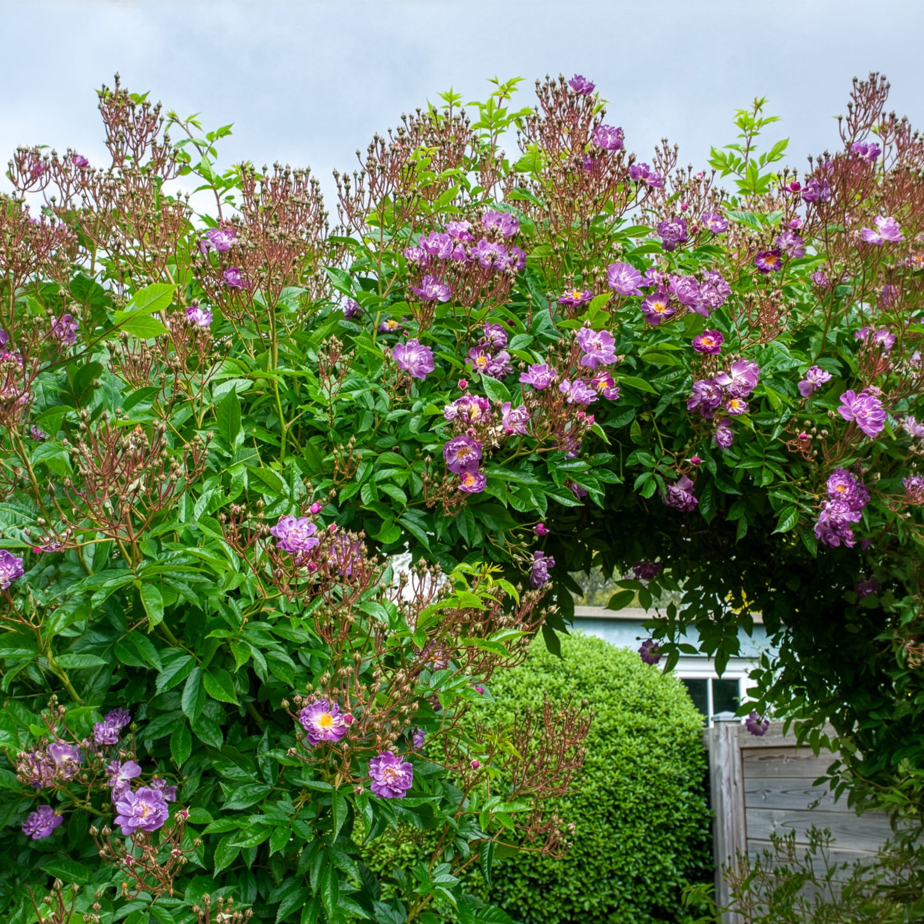 Bakker Veilchenblau rosier bleu violet tige 140cm