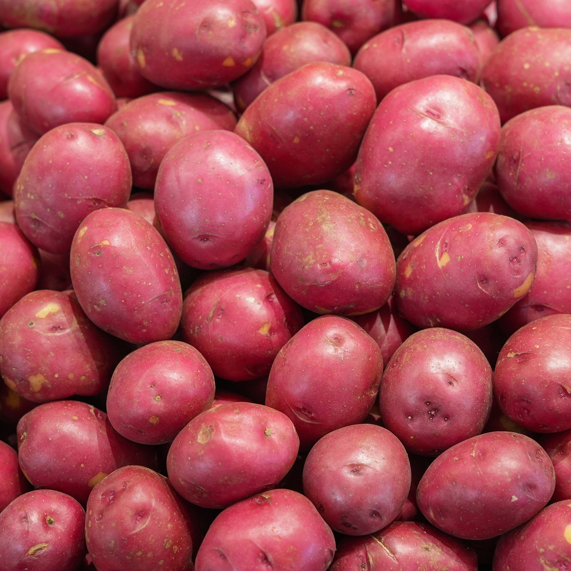 Bakker Pomme de terre Rouge des Flandres 10 plants