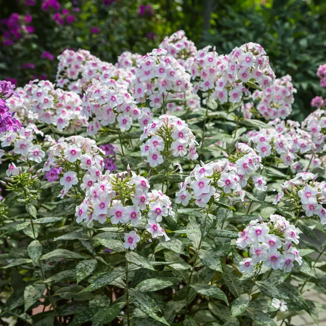 Bakker Europa phlox paniculé pot 9cm blanc œil rose